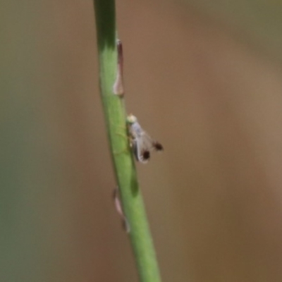 Trupanea (genus) (Fruit fly or seed fly) at Budjan Galindji (Franklin Grassland) Reserve - 31 Oct 2023 by HappyWanderer