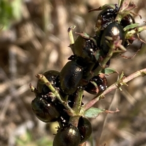 Chrysolina quadrigemina at Belconnen, ACT - 1 Nov 2023