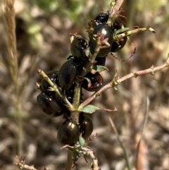 Chrysolina quadrigemina at Belconnen, ACT - 1 Nov 2023