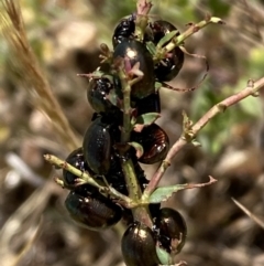 Chrysolina quadrigemina at Belconnen, ACT - 1 Nov 2023