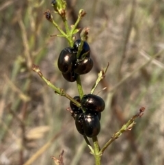 Chrysolina quadrigemina at Belconnen, ACT - 1 Nov 2023