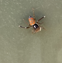 Maratus pavonis (Dunn's peacock spider) at Molonglo River Reserve - 1 Nov 2023 by SteveBorkowskis