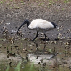 Threskiornis molucca (Australian White Ibis) at Booth, ACT - 31 Oct 2023 by RodDeb