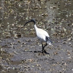 Threskiornis molucca at Booth, ACT - 31 Oct 2023 12:50 PM