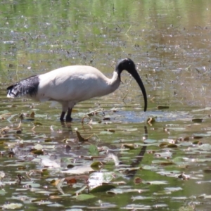 Threskiornis molucca at Booth, ACT - 31 Oct 2023 12:50 PM