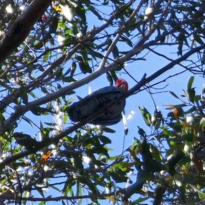 Callocephalon fimbriatum (Gang-gang Cockatoo) - 1 Jan 1900 by Csteele4