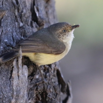 Acanthiza reguloides (Buff-rumped Thornbill) at Booth, ACT - 31 Oct 2023 by RodDeb
