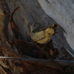 Acanthiza reguloides at Booth, ACT - 31 Oct 2023