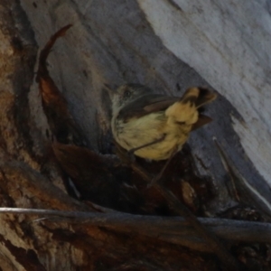 Acanthiza reguloides at Booth, ACT - 31 Oct 2023 01:47 PM