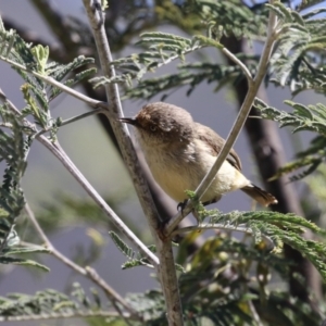 Acanthiza reguloides at Booth, ACT - 31 Oct 2023