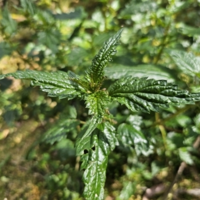 Urtica incisa (Stinging Nettle) at Harolds Cross, NSW - 1 Nov 2023 by Csteele4