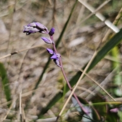 Veronica perfoliata (Digger's Speedwell) at Harolds Cross, NSW - 1 Nov 2023 by Csteele4