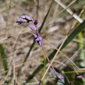 Veronica perfoliata at Harolds Cross, NSW - 1 Nov 2023 02:44 PM