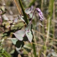 Veronica perfoliata at Harolds Cross, NSW - 1 Nov 2023 02:44 PM