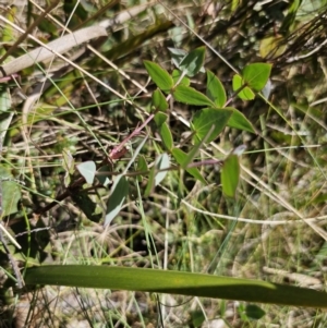 Veronica perfoliata at Harolds Cross, NSW - 1 Nov 2023 02:44 PM