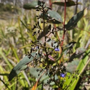 Dianella tasmanica at Harolds Cross, NSW - 1 Nov 2023 02:44 PM