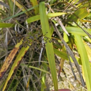 Dianella tasmanica at Harolds Cross, NSW - 1 Nov 2023 02:44 PM