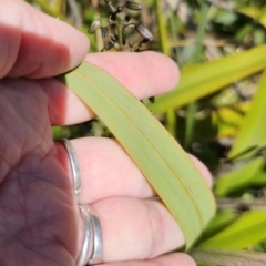 Dianella tasmanica at Harolds Cross, NSW - 1 Nov 2023 02:44 PM