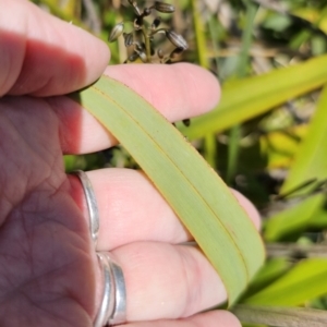 Dianella tasmanica at Harolds Cross, NSW - 1 Nov 2023 02:44 PM