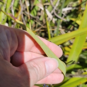 Dianella tasmanica at Harolds Cross, NSW - 1 Nov 2023 02:44 PM