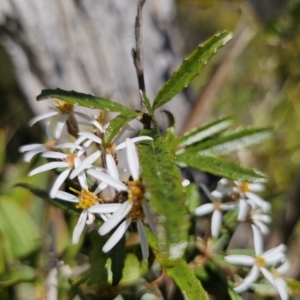 Olearia erubescens at Harolds Cross, NSW - 1 Nov 2023