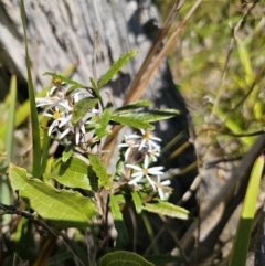 Olearia erubescens at Harolds Cross, NSW - 1 Nov 2023 02:45 PM