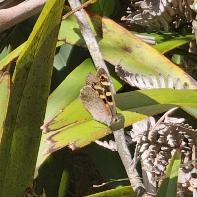 Argynnina cyrila (Forest Brown, Cyril's Brown) at Harolds Cross, NSW - 1 Nov 2023 by Csteele4