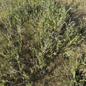 Echium plantagineum at Yarralumla, ACT - 1 Nov 2023