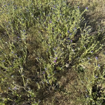 Echium plantagineum (Paterson's Curse) at Aranda Bushland - 1 Nov 2023 by lbradley