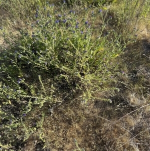 Echium plantagineum at Yarralumla, ACT - 1 Nov 2023