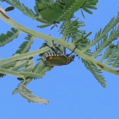 Diphucephala elegans (Green scarab beetle) at Namadgi National Park - 31 Oct 2023 by RodDeb