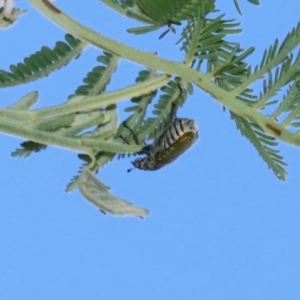 Diphucephala elegans at Booth, ACT - 31 Oct 2023