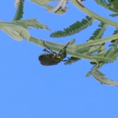 Diphucephala sp. (genus) at Booth, ACT - 31 Oct 2023 02:00 PM