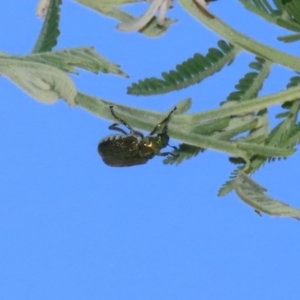 Diphucephala elegans at Booth, ACT - 31 Oct 2023