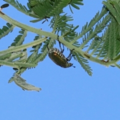 Diphucephala elegans at Booth, ACT - 31 Oct 2023