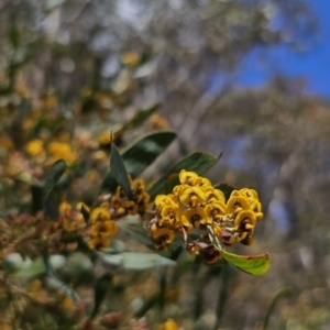 Daviesia suaveolens at Harolds Cross, NSW - 1 Nov 2023 01:47 PM