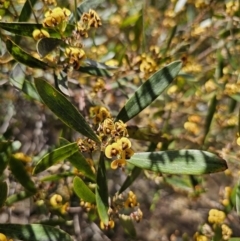 Daviesia suaveolens at Harolds Cross, NSW - 1 Nov 2023 01:47 PM