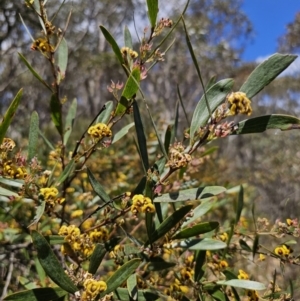 Daviesia suaveolens at Harolds Cross, NSW - 1 Nov 2023 01:47 PM