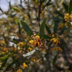 Daviesia suaveolens at Harolds Cross, NSW - 1 Nov 2023 01:47 PM