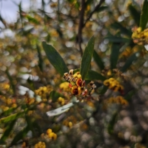 Daviesia suaveolens at Harolds Cross, NSW - 1 Nov 2023 01:47 PM