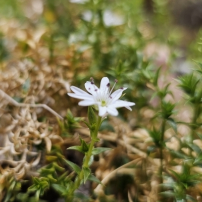 Stellaria pungens (Prickly Starwort) at Harolds Cross, NSW - 1 Nov 2023 by Csteele4