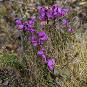 Tetratheca bauerifolia at Harolds Cross, NSW - 1 Nov 2023