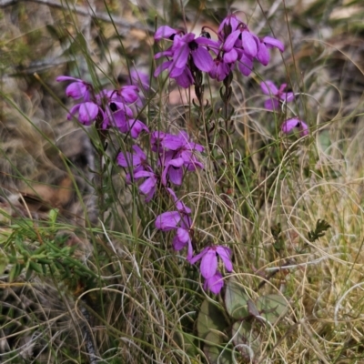 Tetratheca bauerifolia (Heath Pink-bells) at Harolds Cross, NSW - 1 Nov 2023 by Csteele4