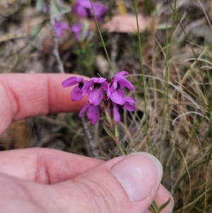 Tetratheca bauerifolia at Harolds Cross, NSW - 1 Nov 2023