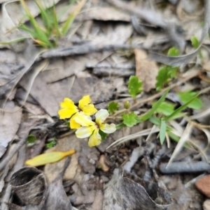 Goodenia hederacea at Harolds Cross, NSW - 1 Nov 2023