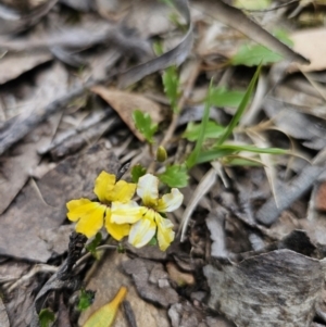 Goodenia hederacea at Harolds Cross, NSW - 1 Nov 2023