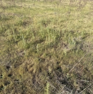 Carthamus lanatus at Yarralumla, ACT - 1 Nov 2023