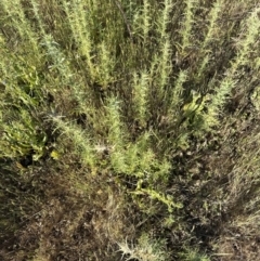 Carthamus lanatus at Yarralumla, ACT - 1 Nov 2023