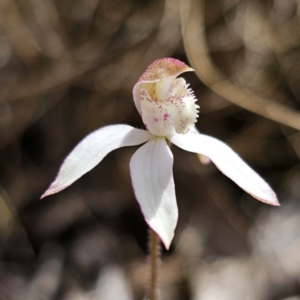 Caladenia moschata at Harolds Cross, NSW - 1 Nov 2023