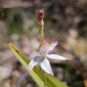 Caladenia moschata at Harolds Cross, NSW - 1 Nov 2023